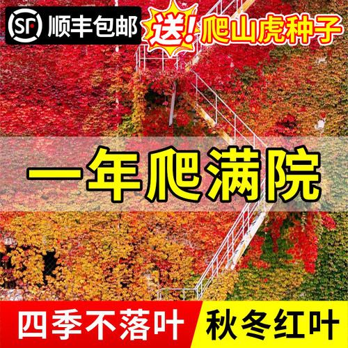 庭院户外红色不落叶爬山虎苗四季