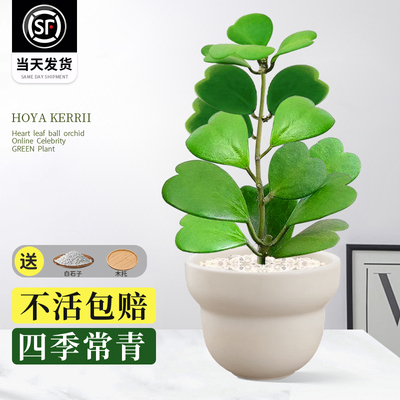 心叶球兰一片心网红情人治愈系多肉植物室内盆栽桌面绿植好养花卉