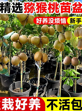 猕猴桃树果苗嫁接红心绿心软枣耐寒南北四季种植雌雄同株盆栽地栽