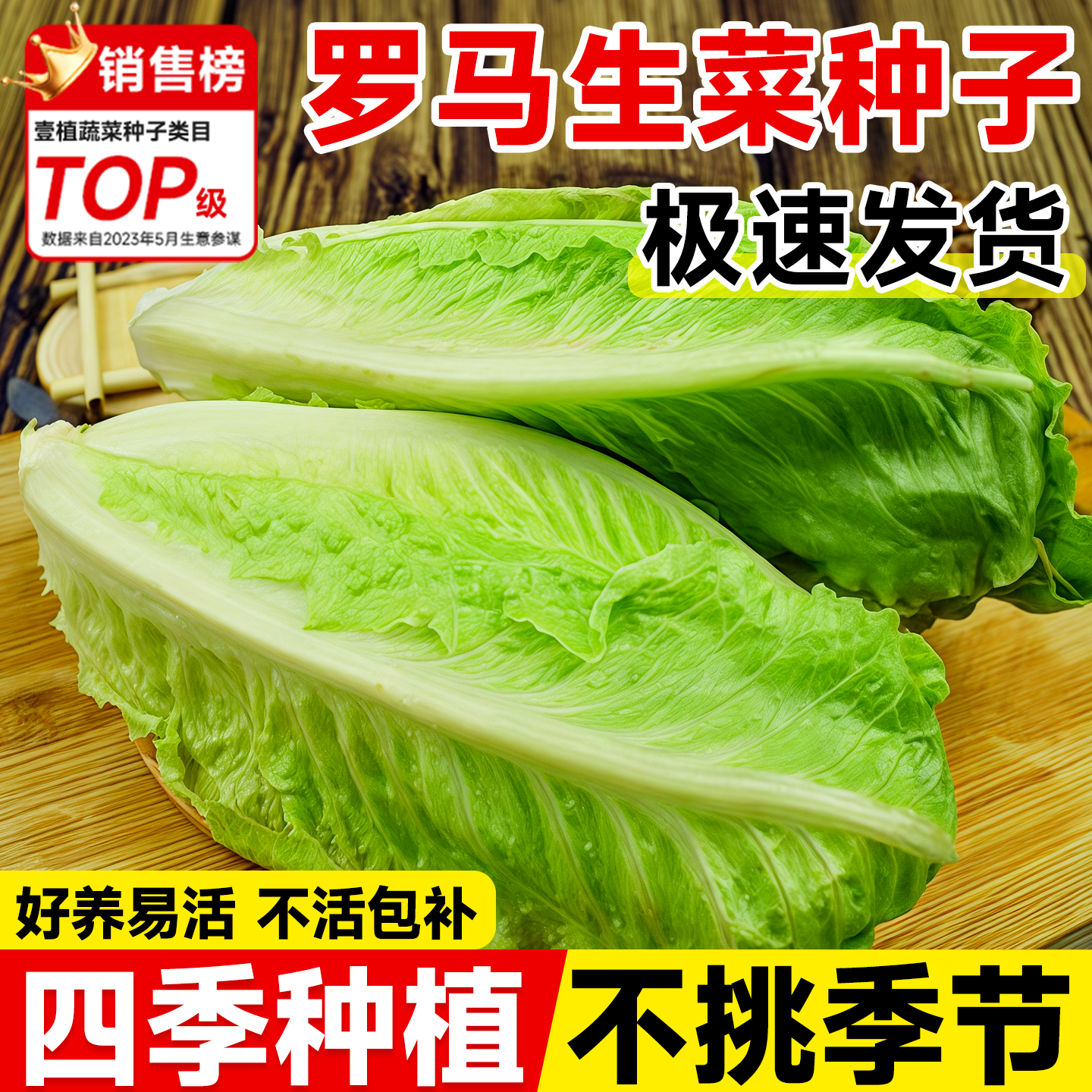 罗马生菜种子不挑季节耐热耐寒
