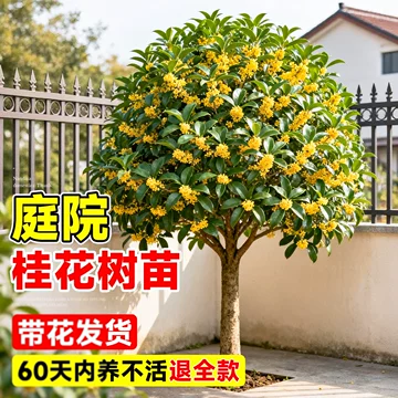 桂花树苗大树八月金桂庭院地栽室外阳台植物四季开花室内好养花卉
