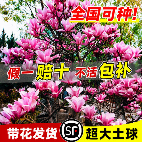 玉兰花树苗盆栽庭院室外四季开花