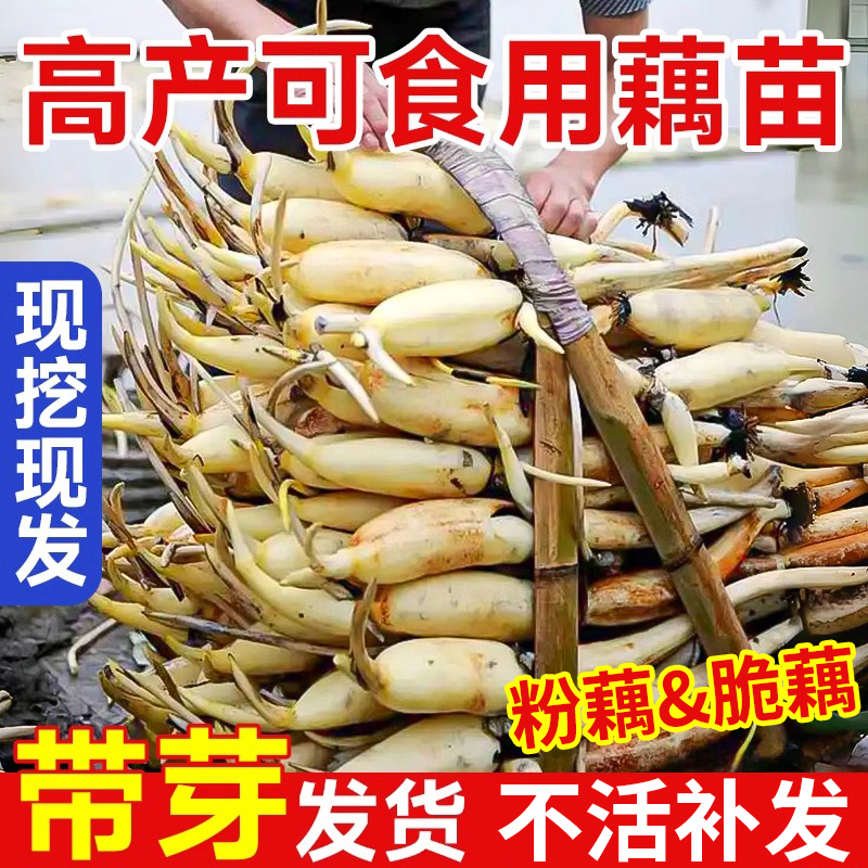 藕种莲藕苗带芽高产可食用脆藕粉藕种根池塘