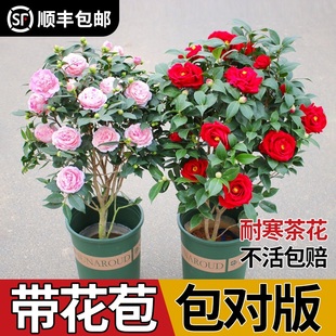 花卉室内阳台绿植庭院观花植物带花开易活 茶花苗盆栽山茶花苗四季