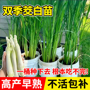 茭白苗种单季双季秧苗野茭白早熟种苗南方四季室外绿植蔬菜种籽子
