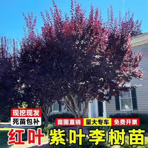 紫叶李树苗耐寒南北可种绿化园林