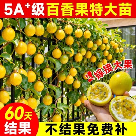 百香果树果苗黄金9号特大苗嫁接