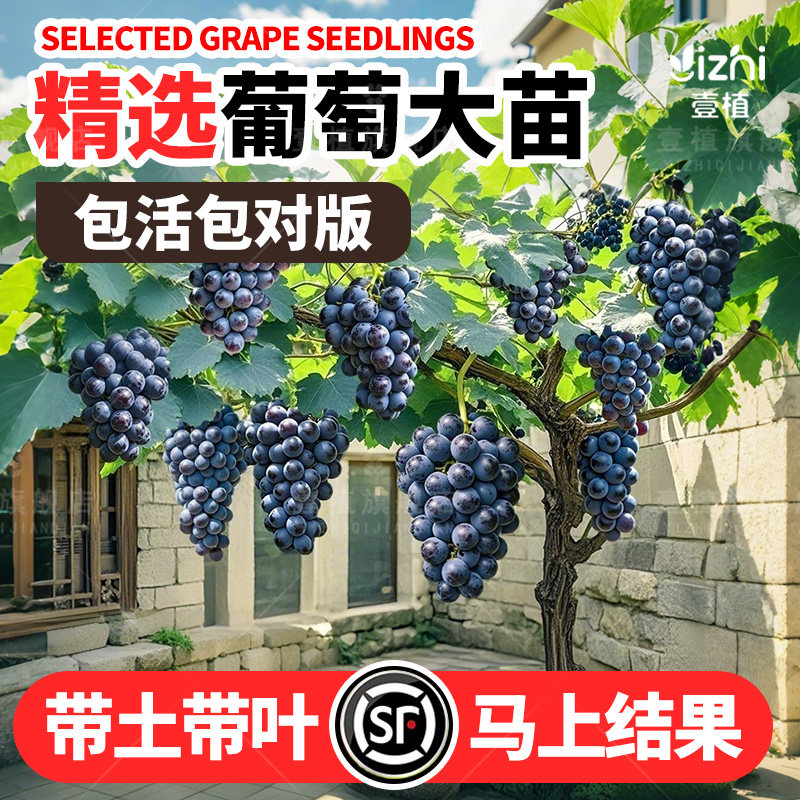 葡萄树苗阳光玫瑰南北方种植蓝宝石巨峰果树果苗室内庭院盆栽地栽,鲜花速递/花卉仿真/绿植园艺,果树,淘宝优惠券,粉丝福利购,淘宝优惠卷