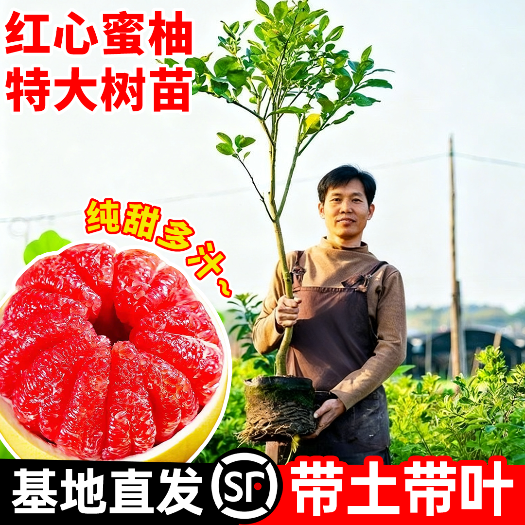 特大红心柚子树果苗当年结果地栽