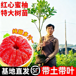 红心柚子树果苗特大三红蜜柚柚子苗庭院室外地栽南北栽种当年结果