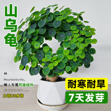 山乌龟水培爬藤植物红藤圆叶盆栽观叶一叶龟室内桌面四季好养绿植