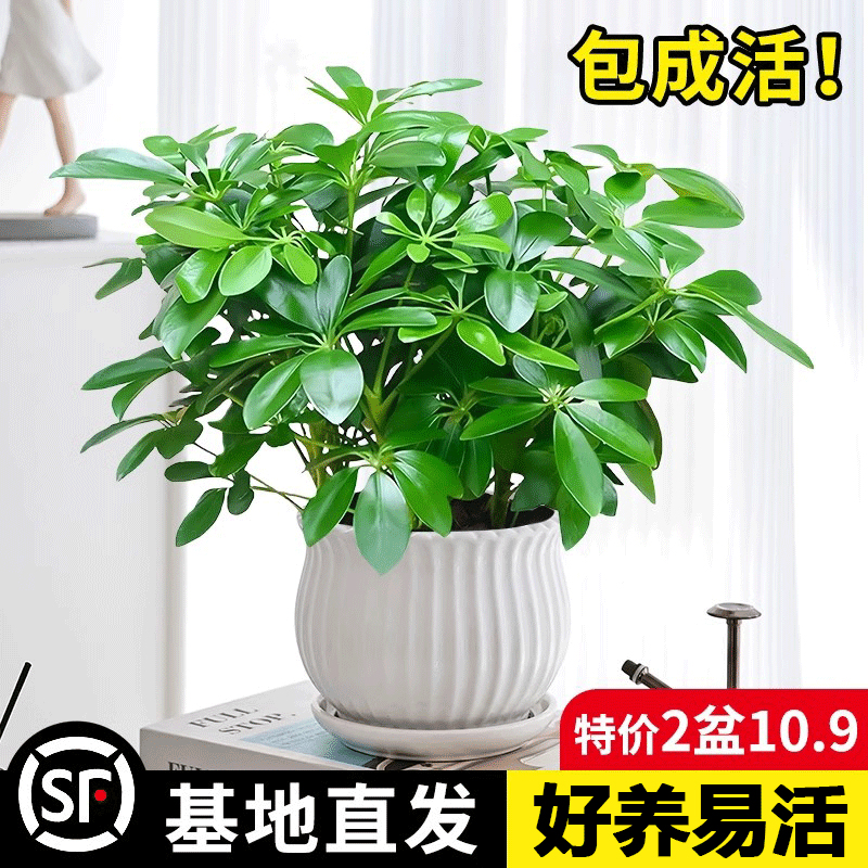 鸭脚木客厅办公室四季好养活