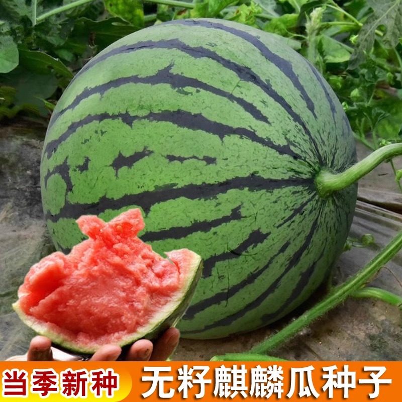 8424麒麟西瓜种子无籽薄皮特大