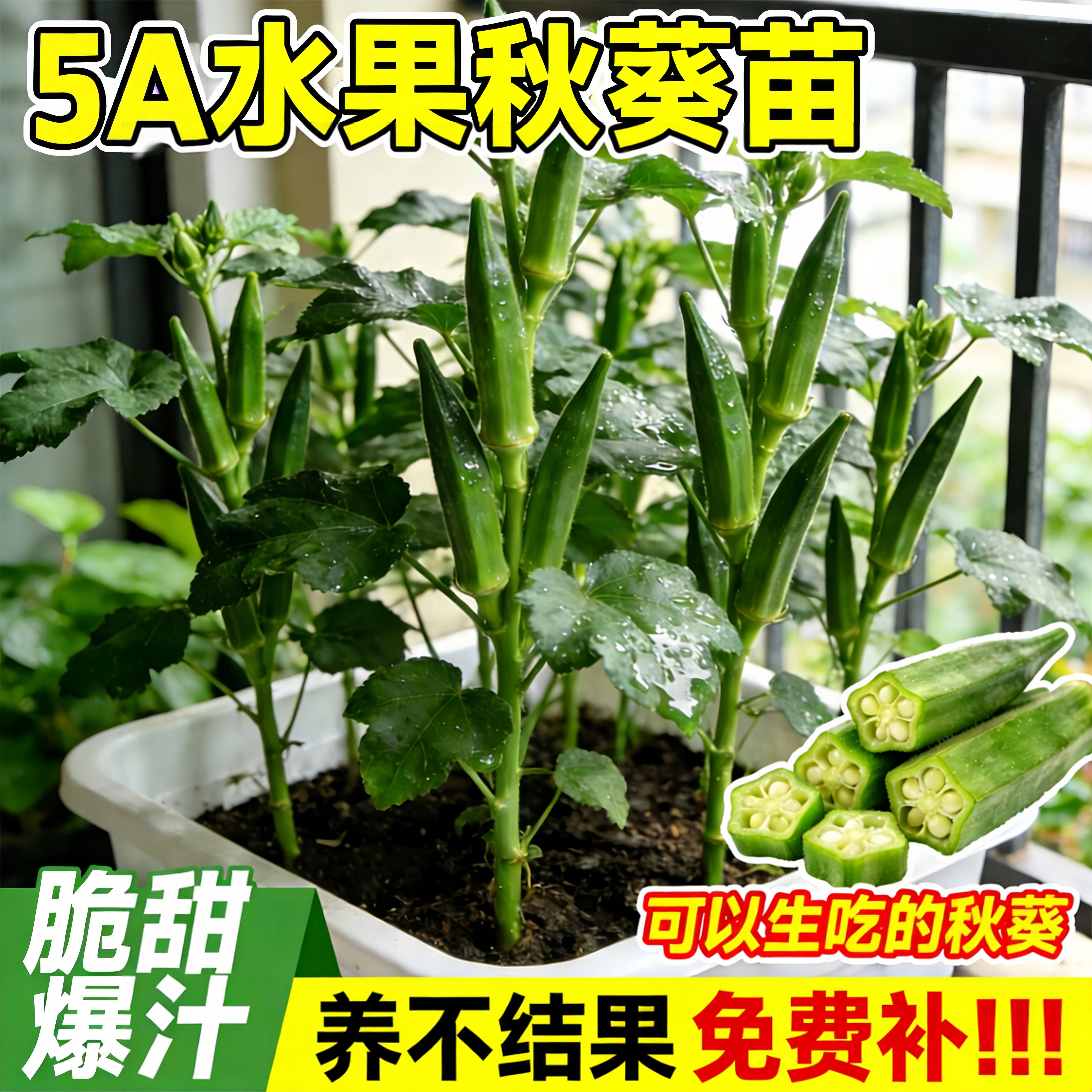 秋葵秧苗水果秋葵苗大苗带土黄红图片