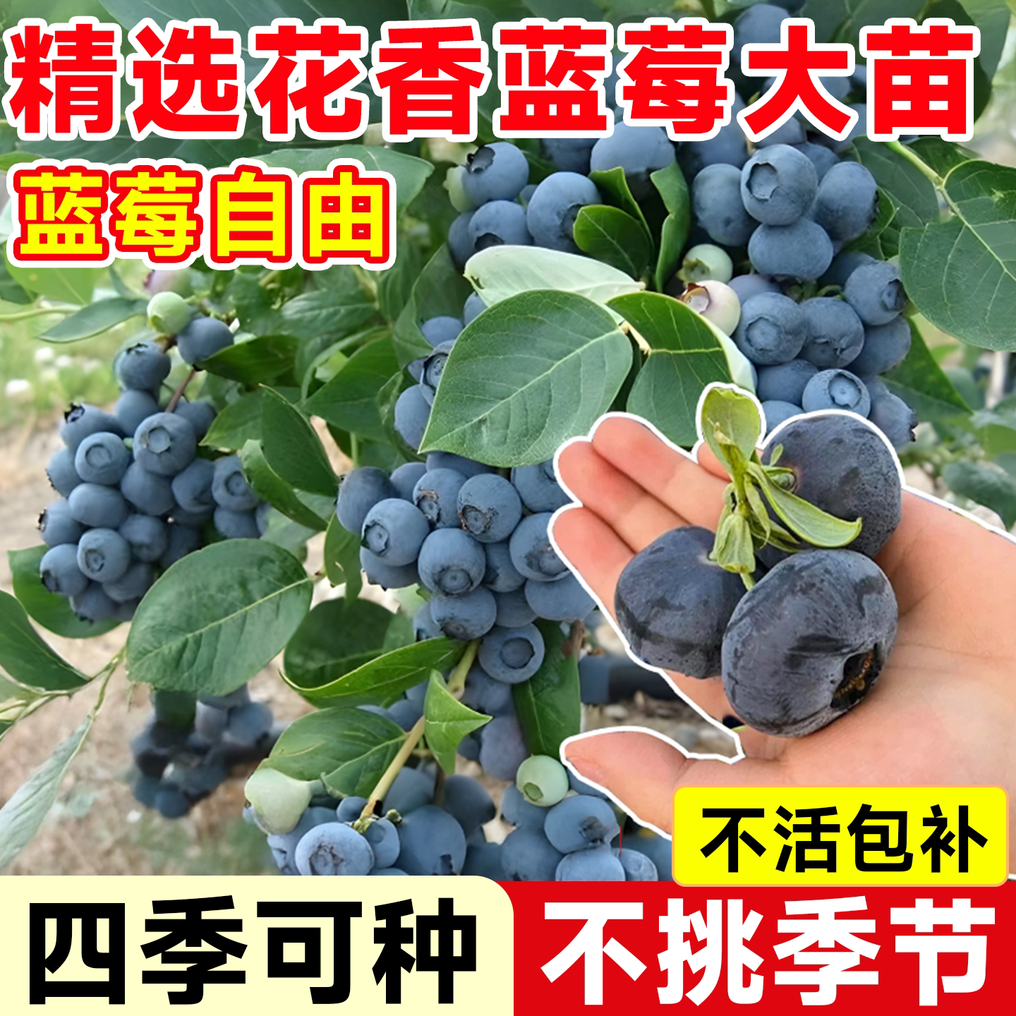 正宗蓝莓树果苗盆栽特大耐寒奥尼尔F6花香蓝莓当年结果南北方种植