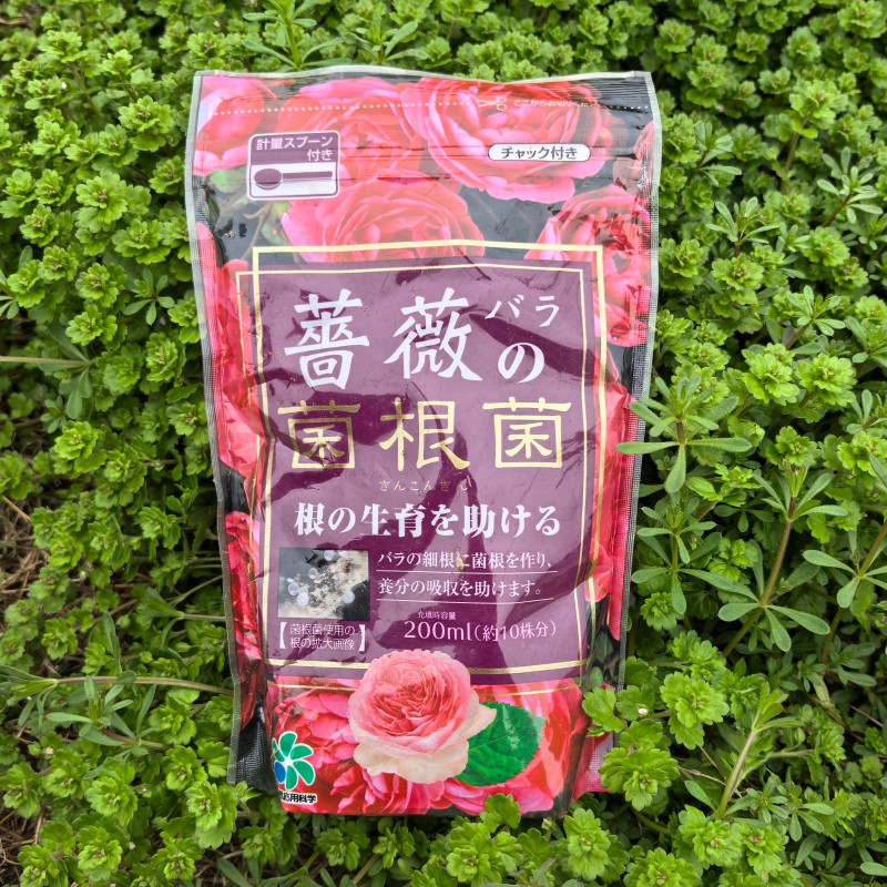 月季蔷薇玫瑰菌根菌促根
