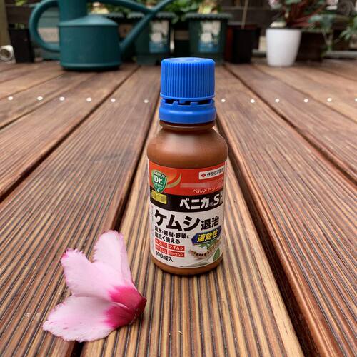 日本夜蛾潜叶蝇住友毛毛虫小菜蛾