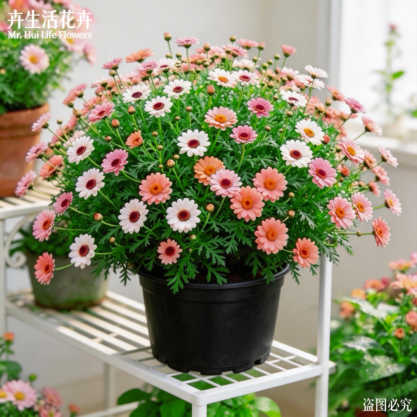 多年生摩洛哥雏菊盆栽阳台爆花花卉庭院造景植物四季常开好养花苗