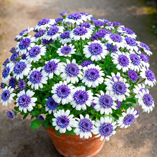 蓝目菊盆栽带花苞南非万寿菊重瓣菊花蓝莓冰瑶四季阳台花园花卉