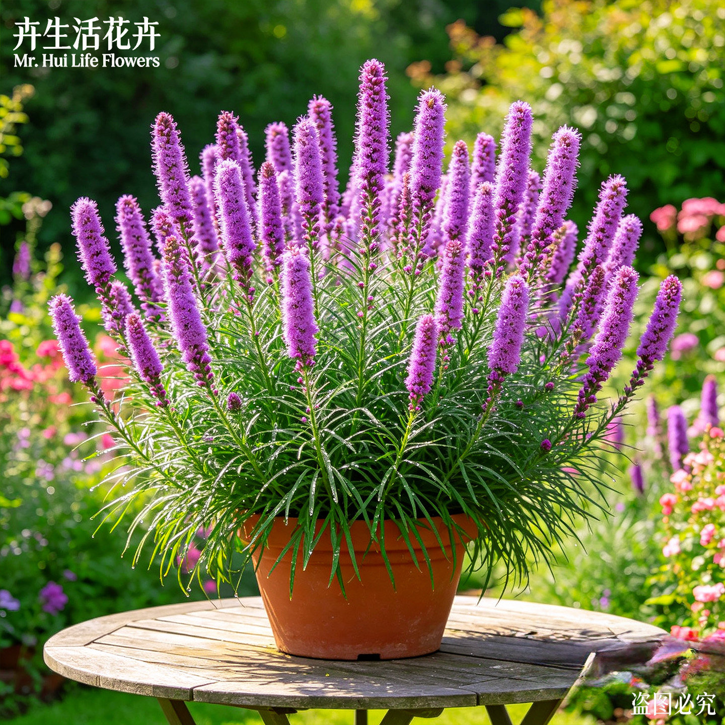 蛇鞭菊盆栽麒麟菊猫尾花庭院耐寒耐热多年生穗状观赏花卉绿植物苗