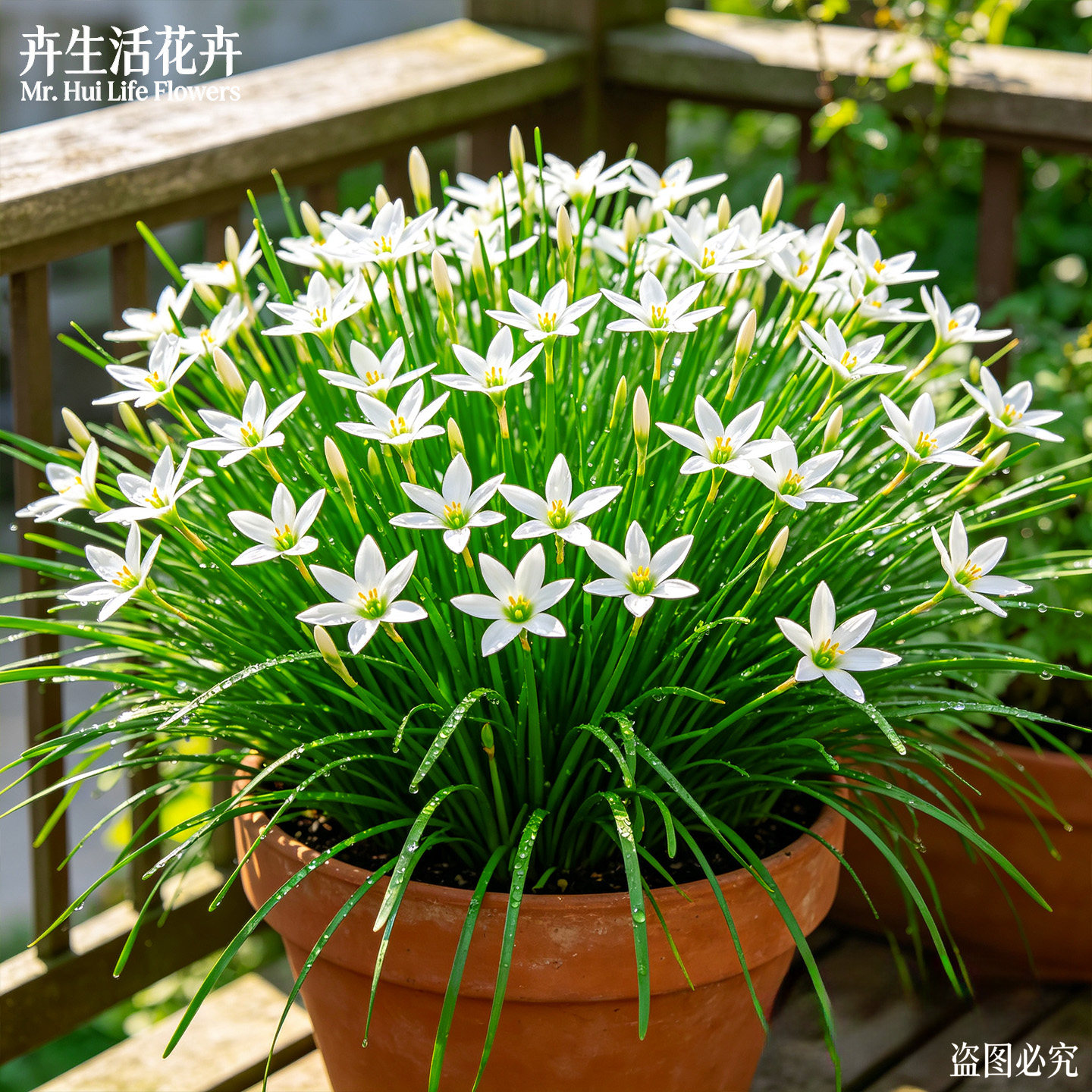 葱兰盆栽白花葱莲玉帘风雨花庭院阳台易养多年生球根开花花卉苗
