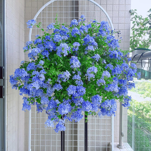 【养不死】蓝雪花盆栽大苗带花苞老桩爬藤棒棒糖苗阳台室内花卉
