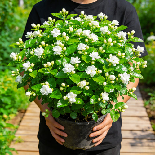 满屋子都香了重瓣虎头风车更好养