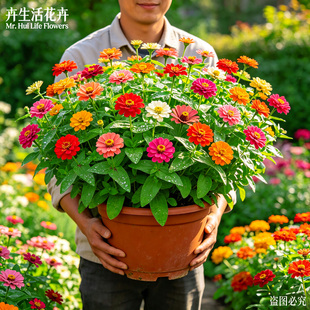矮生百日草盆栽重瓣多色四季开花阳台庭院耐热耐旱易爆花绿植花苗