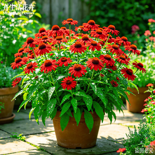 松果菊盆栽紫锥花草原松果菊阳台丛生爆花耐旱好养庭院景观花卉苗
