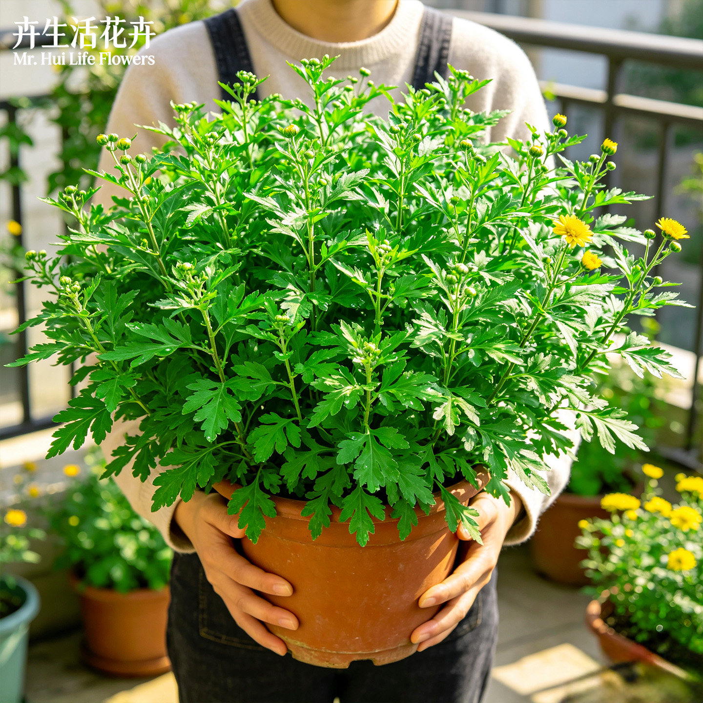 【天然野菜】菊花脑路边黄菊耐寒耐热阳台庭院可食用盆栽蔬菜苗图片