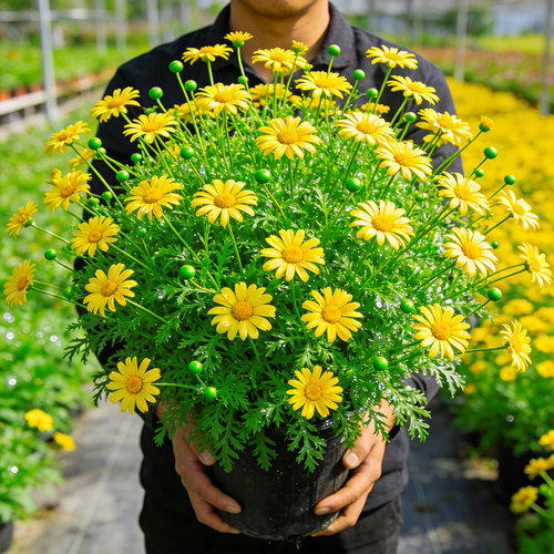 【芳香】黄金菊盆栽阳台庭院多年生花卉耐热耐寒好养爆花绿植花苗