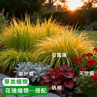 金叶石菖蒲金丝苔草英国山麦冬玉簪鼠尾草多年生花镜花草造景植物