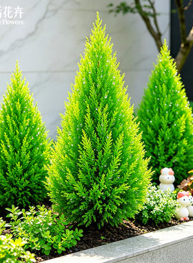 香松盆栽金冠柏四季常青观叶植物多年生棒棒糖盆景耐热耐寒带香味