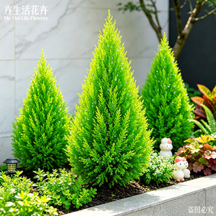 香松盆栽金冠柏四季常青观叶植物多年生棒棒糖盆景耐热耐寒带香味