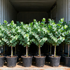 苹果桉尤加利盆栽绿植人大秒蓝宝贝尤加利室内阳台庭院观叶植物