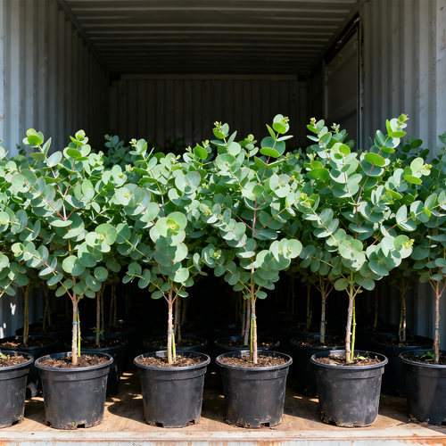 苹果桉尤加利盆栽绿植人大秒蓝宝贝尤加利室内阳台庭院观叶植物