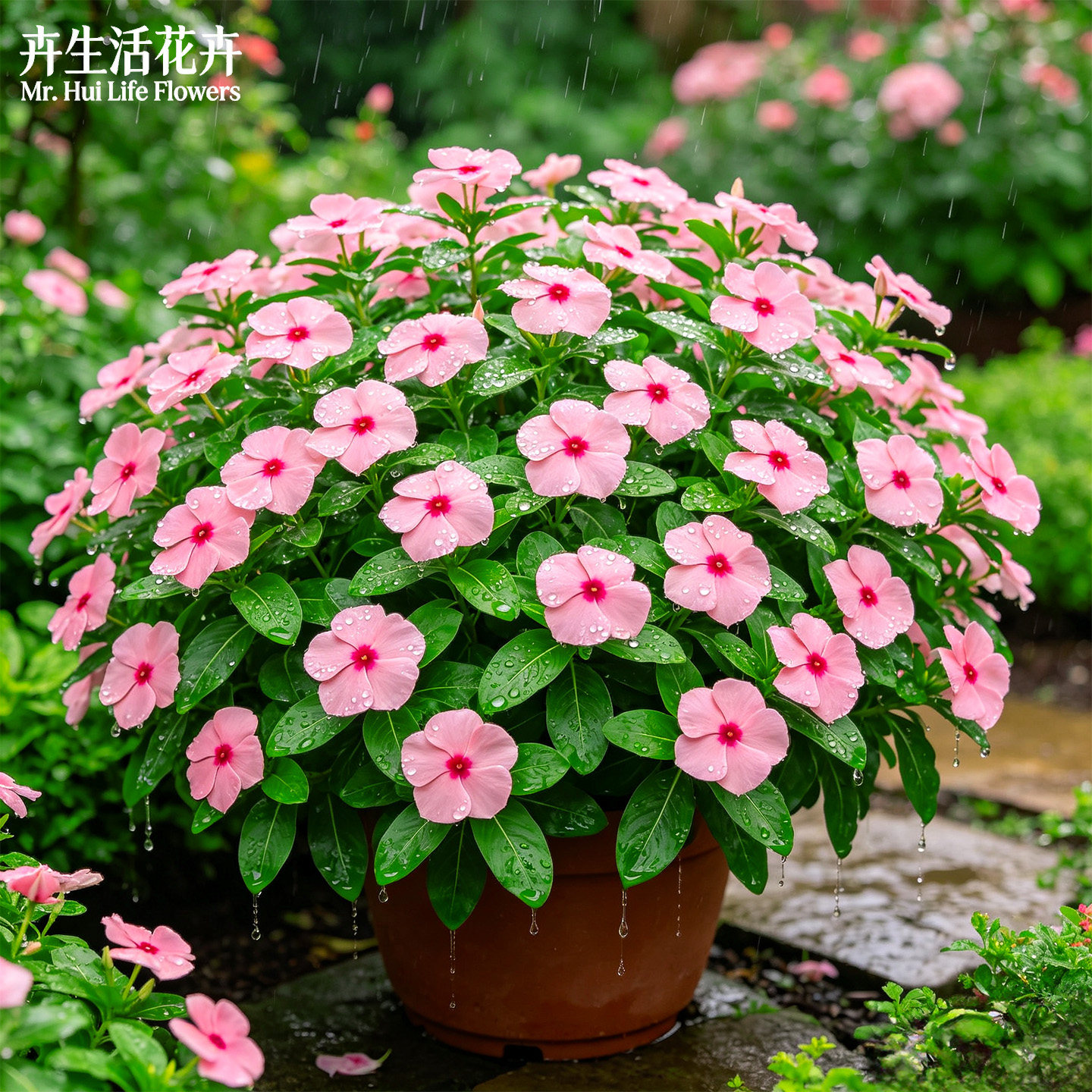 【四季开花王者】长春花日日春四时春阳台庭院常开易活观赏花卉苗