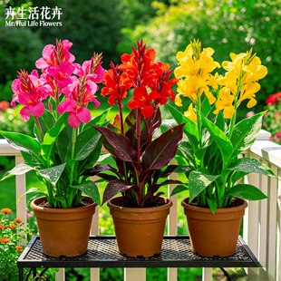 【四季盛花】美人蕉花叶美人蕉红艳蕉室内外易活多年生景观绿植株