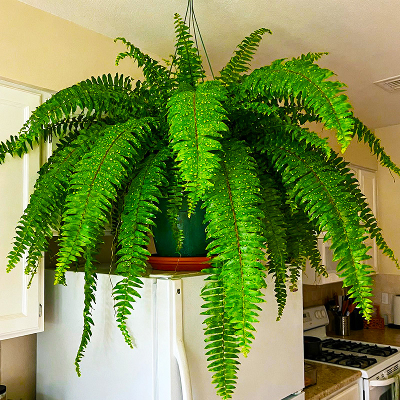 【爆盆大苗】霸王蕨盆栽老桩苗水培植物室内外四季常绿观叶大绿植