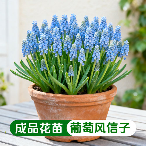 【进口】荷兰葡萄风信子盆栽花苗带花苞室内外阳台庭院花卉绿植物