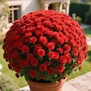 大盆千头球菊花盆栽带花苞多年生花卉耐寒耐热庭院阳台好养易活