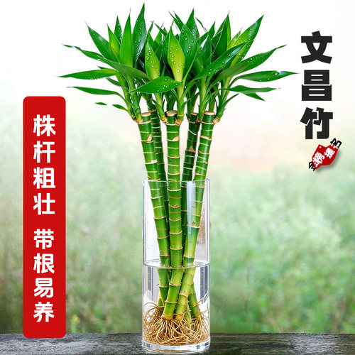 【4支文昌竹】龙竹金榜题名龙竹观音竹转运竹富贵竹植物室内水培