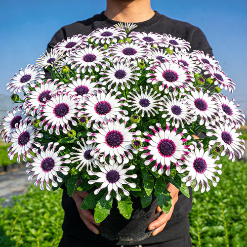【开花爆满】白芍蓝目菊盆栽带花苞南非万寿菊重瓣蓝莓冰瑶四季开