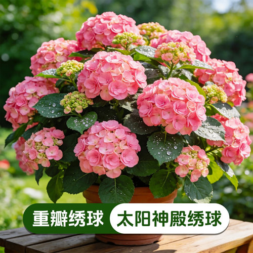 春季夏季美观趣味绣球花