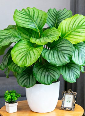 青苹果竹芋盆栽大叶室内外观叶桌面北欧风绿植办公室网红绿植物