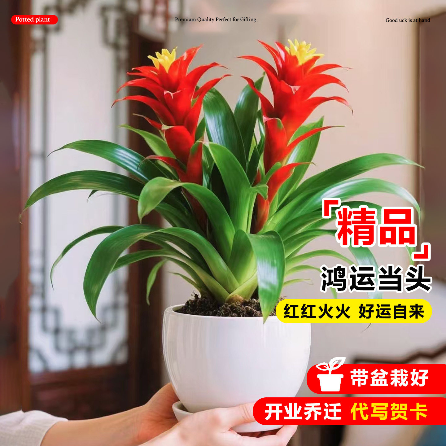 鸿运当头盆栽大型绿植朱顶红客厅旺宅树乔迁开业送礼花卉植物