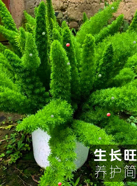 狐尾天门冬盆栽苗室内观赏绿植好养易活地栽观叶植物四季常绿草