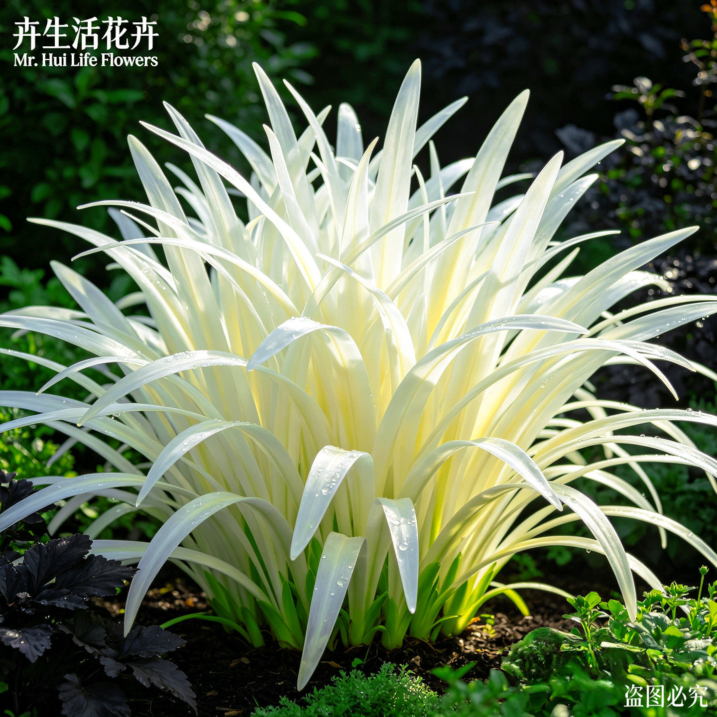 英国山麦冬盆栽室外花镜植物阳台庭院金边麦冬多年生观赏草耐热寒图片