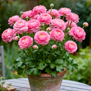 重瓣洋牡丹花苗花毛茛盆栽带花苞四季开花耐寒耐热阳台室内好养活