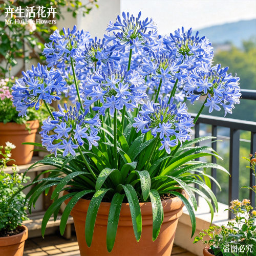 百子莲盆栽非洲百合多年生开花植物四季好养易活庭院观赏花卉大苗